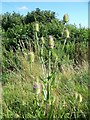 Teasels near Great Hinton in BA14 6BS