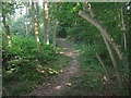 Footpath in Beech Wood in TN12 7LN