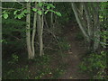Footpath in Brookland Wood in TN12 7HW