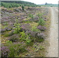 Heather and self sown pines in PH16 5SD