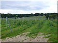 Vineyard, Lytchett Matravers in BH16 6BU