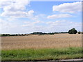 Fields along the A1120 near Pettaugh in IP14 6DU