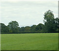 2009 : Pasture near Tadhill in BA3 5QT