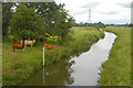 Grazing beside the Trent in ST18 0FY