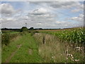 Verwood, maize fields in BH31 6JQ