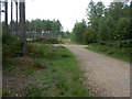 Ringwood Forest, track junction in BH24 2LA