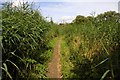 Footpath through the reeds in Happy Valley in OX1 5BQ