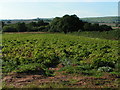 Field near Nettacott, Raddon Hills in the background in EX5 5YR