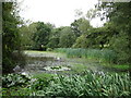 Pond at Pope's Meadow in RG12 8TY