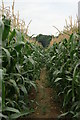 Footpath Through the Maize, Merstham, Surrey in RH1 3BN