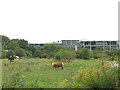 Horse paddock on the edge of Harlow in CM19 5PJ