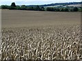 Wheat field near Downton in SP5 3QE