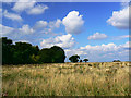 Field and trees, Capp's Lodge, Fulbrook in OX18 4DA