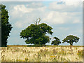 Gibbet Tree and friends, Capp's Lodge, Fulbrook in OX18 4DA