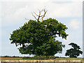 Gibbet Tree, Capp's Lodge, Fulbrook in OX18 4DA