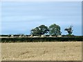 Stubble near Whitestaunton in TA20 3DQ