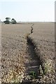 Footpath through a cornfield in Ragnall