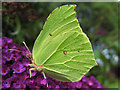 Brimstone butterfly in CT4 6DL