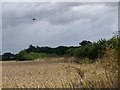Wheat field near Broadway in TA19 9PY
