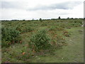 Rockford Common, heathland in BH24 3LQ
