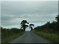 Trees bracketing the brow of the hill in DT9 4QY