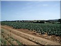 Cabbage field East of Arreton in PO30 3AY