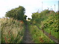 Northwards along the old railway line in DG8 8AT