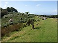 Approaching Whitehill Tor in PL7 5JD