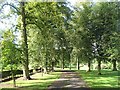 Tree lined path in the parkland bit of Callendar Park in FK1 1UL