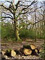 Red Shoot Wood, New Forest in BH24 3LQ