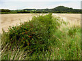 Recently harvested fields near Bradney in TA7 8PG