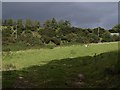 Field near Portworthy in PL7 5JT