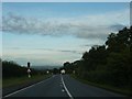 Cattle Crossing on the A39 in TA7 8HJ