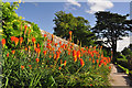 Red Hot Pokers, St Fagans castle - Cardiff in CF5 3UE
