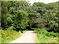 Forestry road in GL14 3LL