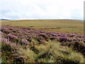 Peat and Heather in IV27 4EX
