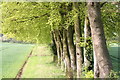Beech trees below Lodge Hill in HP14 4JQ