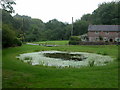 Tollard Royal, village pond in SP5 5PU