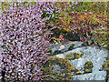 Moorland flora in IV56 8FA