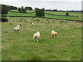 Sheep Near Grafton in HR6 0RB