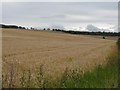 Barley field at Mayfield in EH22 5LW