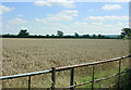 2009 : Ripening wheat off Poulshot Road in SN10 1SB