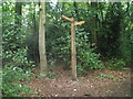 Footpath junction within Rough Wood in TF8 7DU