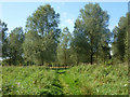 Willow plantation near the Waveney in IP22 2AQ