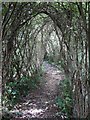 Willow Tunnel, Ditchling Common Country Park in RH15 0US