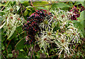 Traveller's joy and elderberries in CO9 2NY