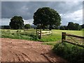 Trees near Tetton Farm in TA2 8HY