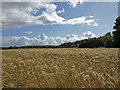 Barley Field near Kilwinning in KA13 7JJ