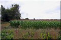 Field of maize by Steventon in OX13 6AW