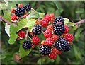 Blackberries by Hanney Road in Steventon